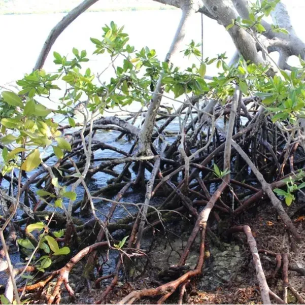 thumbnail for publication: Mangrove Trimming Regulations